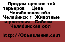 Продам щенков той-терьеров. › Цена ­ 6 000 - Челябинская обл., Челябинск г. Животные и растения » Собаки   . Челябинская обл.